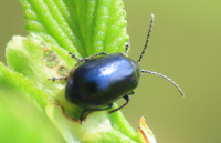 Alder-Leaf-Beetle